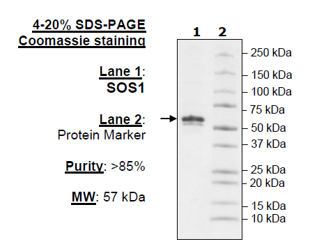 SOS1, FLAG-Tag, Avi-Tag, Biotin-Labeled Recombinant