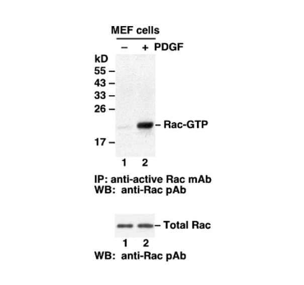 Anti-Rac1-GTP Mouse Monoclonal Antibody