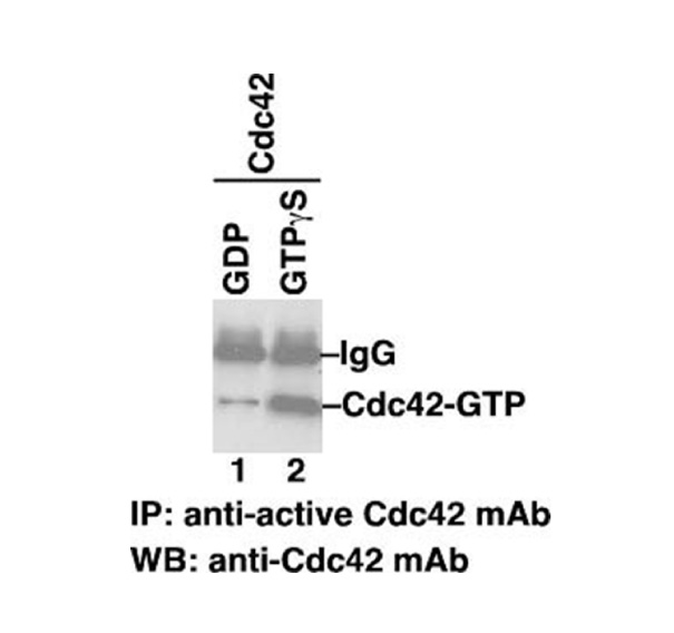 Anti-Cdc42-GTP Monoclonal Antibody
