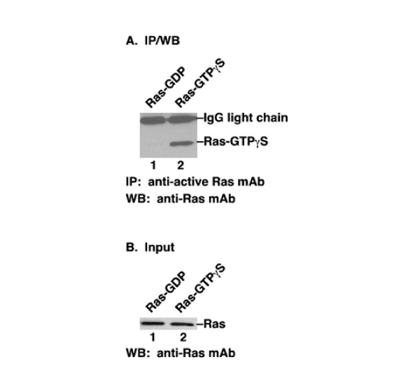 Anti-Ras-GTP Monoclonal Antibody
