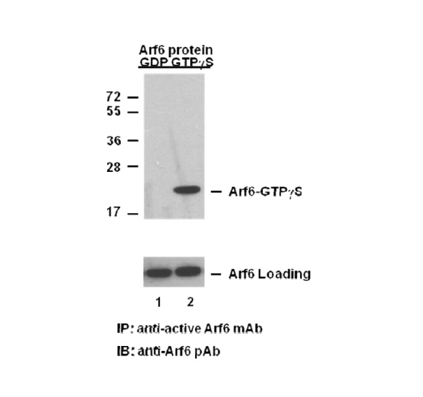 Anti-Arf6-GTP Monoclonal Antibody