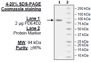 PDE4D2, GST-tag Recombinant