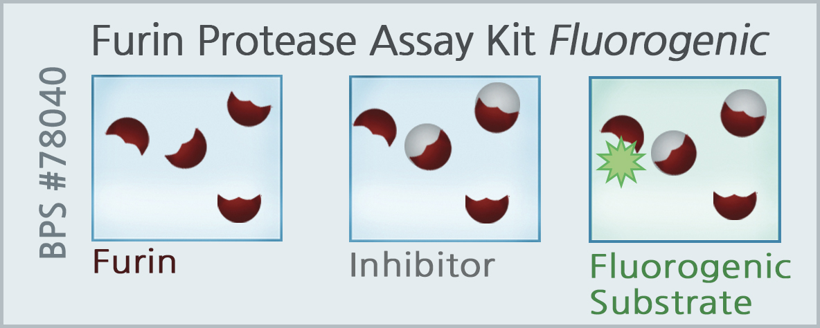 Furin Protease Assay Kit