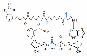 NAD+, Biotin-Labeled