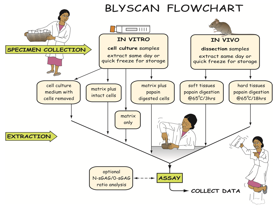 Glycosaminoglycan Assay Blyscan™
