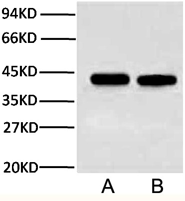 Anti-Plant Actin Mouse Monoclonal Antibody (3T3)