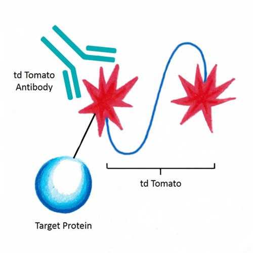 Anti-tdTomato [16D7] Antibody