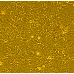 RAT BONE MARROW MESENCHYMAL STEM CELLS (RAMSC)